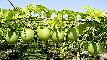 passion fruit