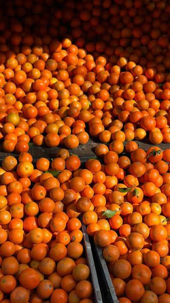 Pixie Oranges