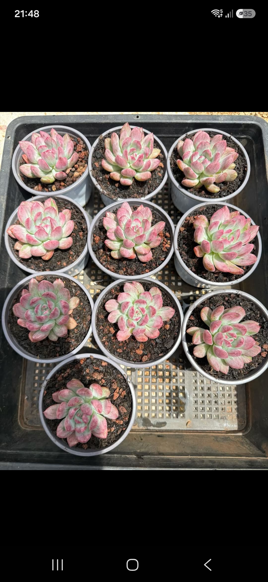 Succulents